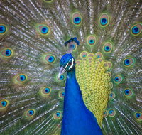 Willunga Peacock Farm Bed and Breakfast