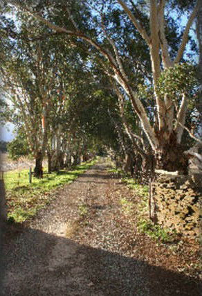 Peppertree - Mintaro - Accommodation Gladstone 6