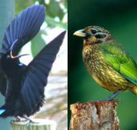 Chambers Wildlife Rainforest Lodges - Accommodation Gladstone