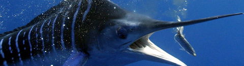 Black Bream Point Holiday Cabins - Accommodation Gladstone 1