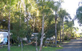 Lismore Palms Caravan Park - Accommodation Gladstone 1
