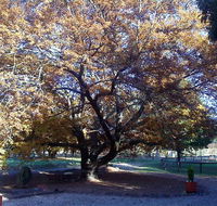 Hillview Oak Bed and Breakfast - Accommodation Gladstone