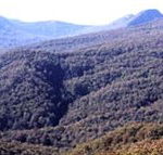 Callicoma Hill Eco-Cabins - Accommodation Gladstone