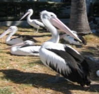 Christmas Cove Caravan Park - Accommodation Gladstone