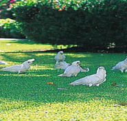 Aurora Kakadu - Accommodation Gladstone
