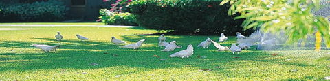 Aurora Kakadu - Accommodation Gladstone 0