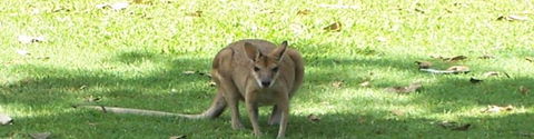 Aurora Kakadu - Accommodation Gladstone 2