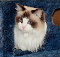 Crufts K9 Lodge amp Cat Hotel - Accommodation Gladstone