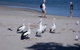 Kalbarri Accommodation Service - thumb 5