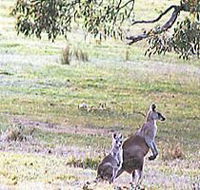 Kangaroo Ridge Retreat - Accommodation Gladstone