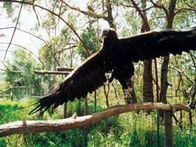 Ashton SA Accommodation Gladstone