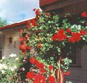 Rose Cottage Bed And Breakfast - Accommodation Gladstone