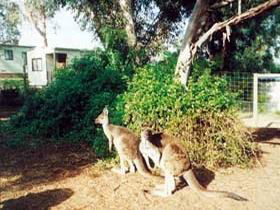 Avoca Dell Caravan Park - Accommodation Gladstone 0