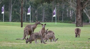 Riverside Oaks Golf Resort - Accommodation Gladstone 8