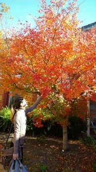 Australian Home Away @ Box Hill 21 - Accommodation Gladstone 15