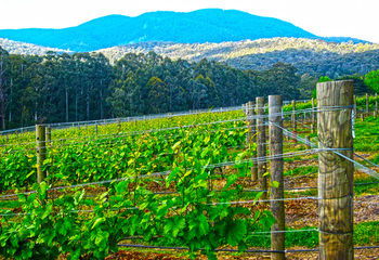 Valley Farm Vineyard Cottages - Accommodation Gladstone 10