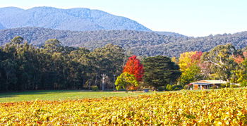 Valley Farm Vineyard Cottages - Accommodation Gladstone 11