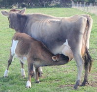 Animal Land - Accommodation Gladstone
