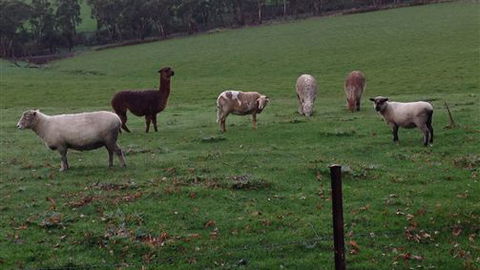 Bellevue Farmstay - Accommodation Gladstone 6
