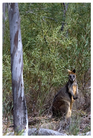 Alivio Tourist Park Canberra - Accommodation Gladstone 12