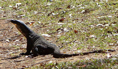 Cutters Camp Campground - Accommodation Gladstone 1