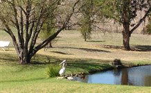 Sapphire City Caravan Park - Accommodation Gladstone 4