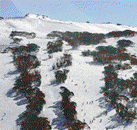 Thredbo Alpine Hotel - Accommodation Gladstone