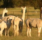 Waterfall Way Farmstay - Accommodation Gladstone