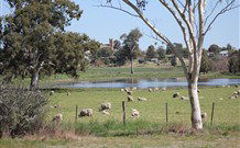Yamba Farmstay - Accommodation Gladstone 5