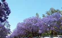 Andavine House Bed And Breakfast - Accommodation Gladstone 5