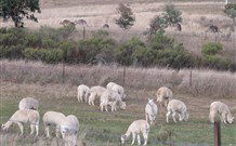 Glendalough Alpacas Bed And Breakfast - Accommodation Gladstone 4