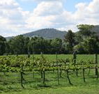 Jessica's Guest House and Vineyard - Accommodation Gladstone