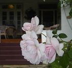 White House Heritage Guesthouse - Accommodation Gladstone