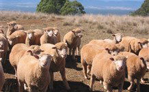 Dairy Flat Farm Holiday - Accommodation Gladstone 3