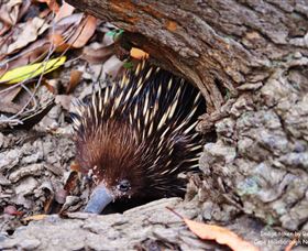 Cape Hillsborough Nature Tourist Park - Accommodation Gladstone 2