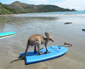 Cape Hillsborough Nature Tourist Park - Accommodation Gladstone 3