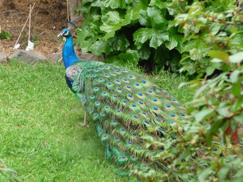 Eurambeen Historic Homestead And Gardens - Accommodation Gladstone 4