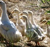 Duck Duck Goose Bed and Breakfast - Accommodation Gladstone