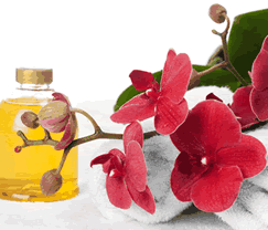 Sunny Hill Retreat Accommodation  Day Spa - Accommodation Gladstone