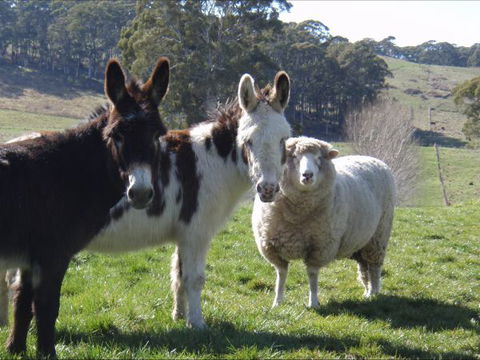 Avaleigh Elms Farmstay - Accommodation Gladstone 0