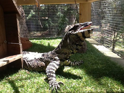 Beechworth Wildlife Stays - Accommodation Gladstone 6
