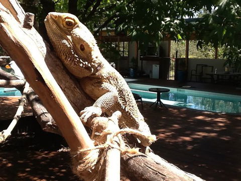 Beechworth Wildlife Stays - Accommodation Gladstone 7