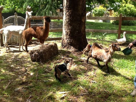 Beechworth Wildlife Stays - Accommodation Gladstone 8