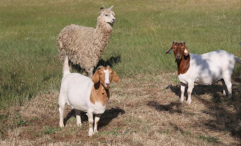 L'Oliveraie - Accommodation Gladstone 9