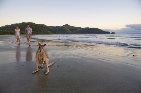 Cape Hillsborough National Park Camping - Accommodation Gladstone 1