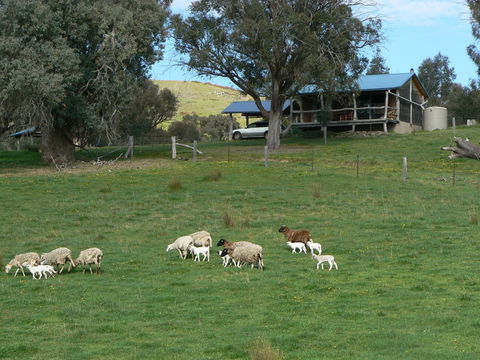 Gaddleen Grove Cottages - Accommodation Gladstone 0