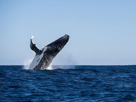Sal Salis Ningaloo Reef - Accommodation Gladstone 2
