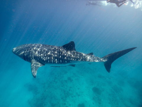 Sal Salis Ningaloo Reef - Accommodation Gladstone 6