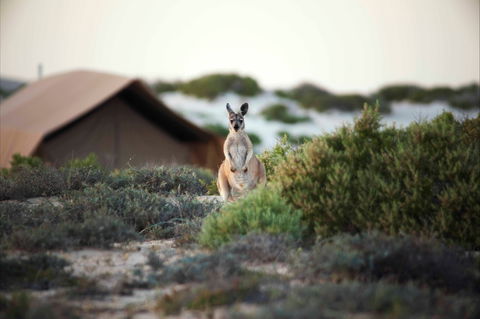 Sal Salis Ningaloo Reef - Accommodation Gladstone 10