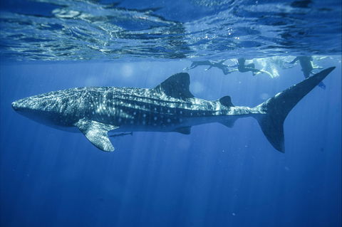 Sal Salis Ningaloo Reef - Accommodation Gladstone 11